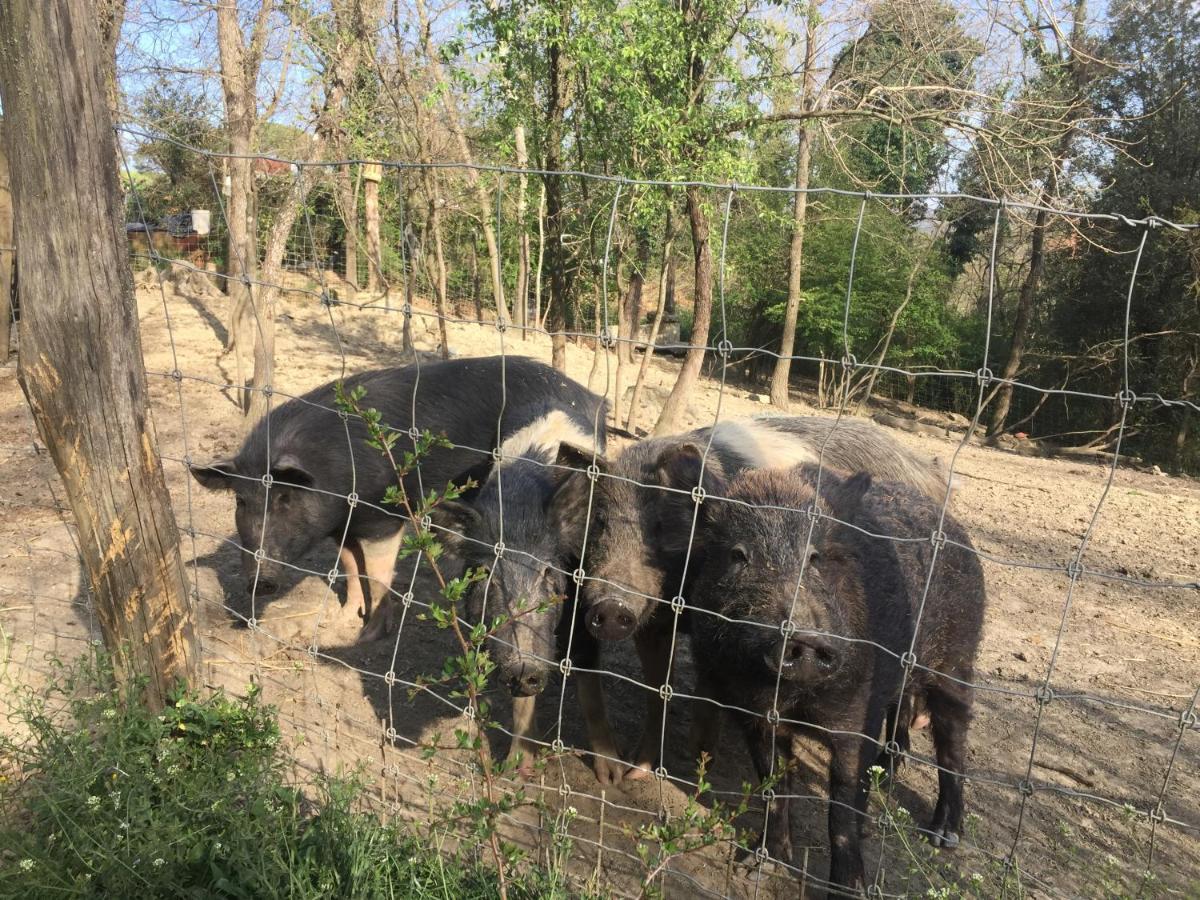 Agriturismo San Leone โวลแตร์รา ภายนอก รูปภาพ